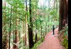 Explore the Redwood Forests Up Close